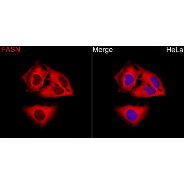 Immunofluorescence - Anti-Fatty Acid Synthase Antibody (A12631) - Antibodies.com