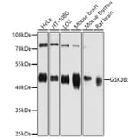 Western Blot - Anti-GSK3B Antibody (A0479) - Antibodies.com