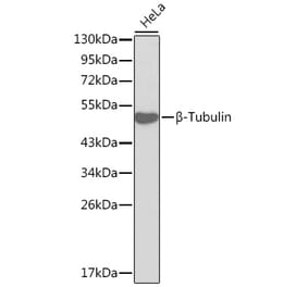 Western Blot - Anti-beta Tubulin Antibody (A12636) - Antibodies.com