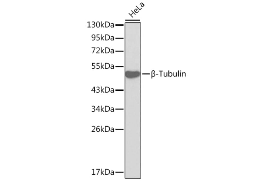 Western Blot - Anti-beta Tubulin Antibody (A12636) - Antibodies.com