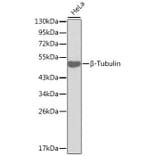 Western Blot - Anti-beta Tubulin Antibody (A12636) - Antibodies.com