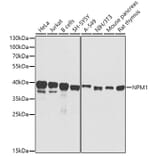 Western Blot - Anti-NPM1 Antibody (A0486) - Antibodies.com