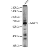 Western Blot - Anti-n-Myc/MYCN Antibody (A12638) - Antibodies.com