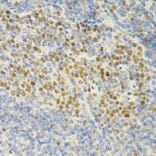 Immunohistochemistry - Anti-MCM2 Antibody (A0502) - Antibodies.com