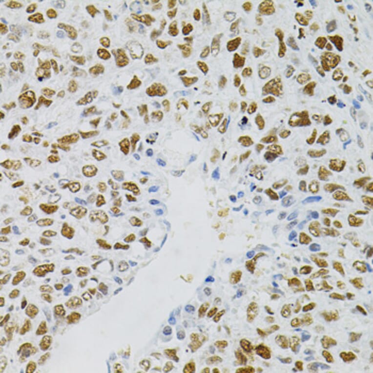 Immunohistochemistry - Anti-MCM2 Antibody (A0502) - Antibodies.com