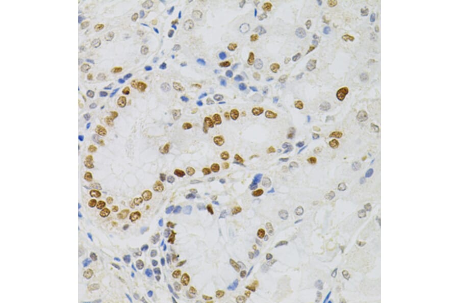 Immunohistochemistry - Anti-MCM2 Antibody (A0502) - Antibodies.com