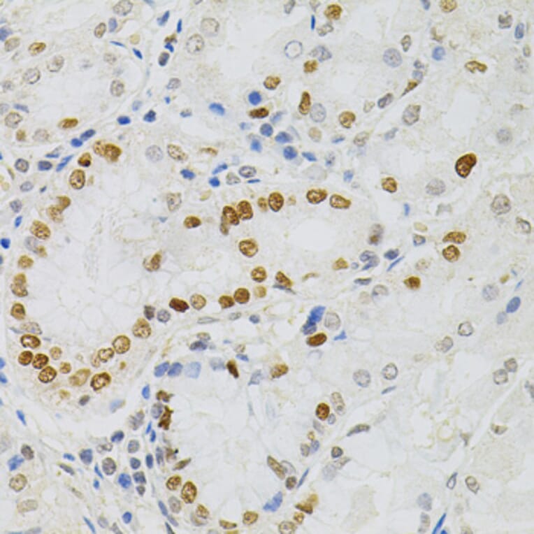 Immunohistochemistry - Anti-MCM2 Antibody (A0502) - Antibodies.com