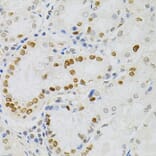 Immunohistochemistry - Anti-MCM2 Antibody (A0502) - Antibodies.com
