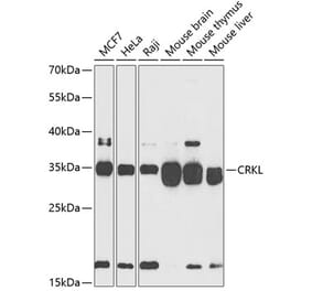 Western Blot - Anti-CrkL Antibody (A12640) - Antibodies.com