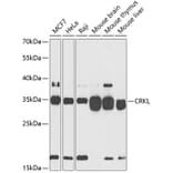 Western Blot - Anti-CrkL Antibody (A12640) - Antibodies.com