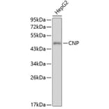 Western Blot - Anti-CNP Antibody (A0517) - Antibodies.com