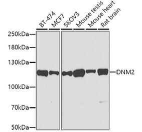 Western Blot - Anti-Dynamin 2 Antibody (A12643) - Antibodies.com