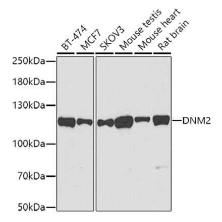 Western Blot - Anti-Dynamin 2 Antibody (A12643) - Antibodies.com