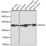 Western Blot - Anti-Dynamin 2 Antibody (A12643) - Antibodies.com
