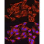 Immunofluorescence - Anti-Dynamin 2 Antibody (A12643) - Antibodies.com