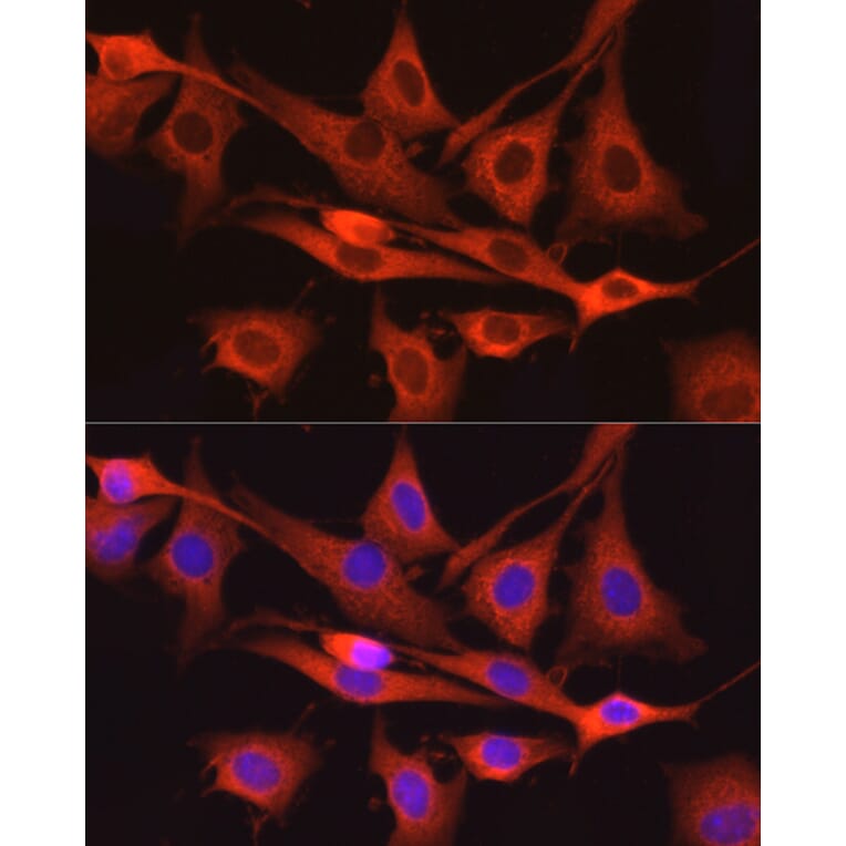 Immunofluorescence - Anti-Dynamin 2 Antibody (A12643) - Antibodies.com