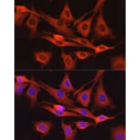 Immunofluorescence - Anti-Dynamin 2 Antibody (A12643) - Antibodies.com
