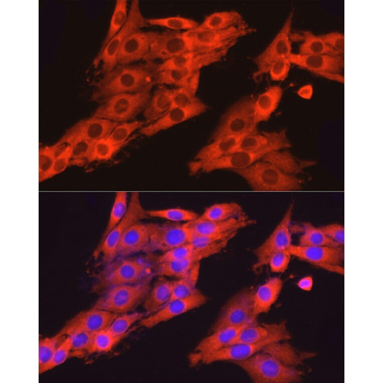Immunofluorescence - Anti-Dynamin 2 Antibody (A12643) - Antibodies.com