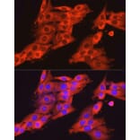 Immunofluorescence - Anti-Dynamin 2 Antibody (A12643) - Antibodies.com