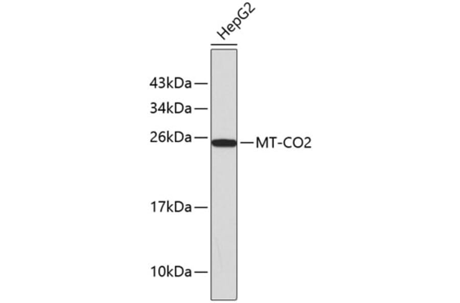 Western Blot - Anti-MT-CO2 Antibody (A0526) - Antibodies.com
