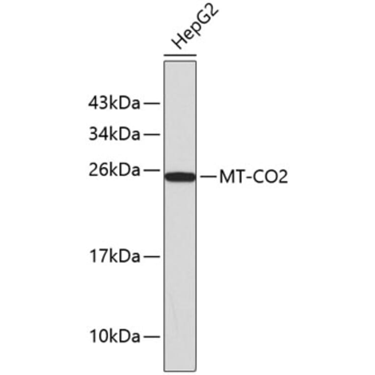 Western Blot - Anti-MT-CO2 Antibody (A0526) - Antibodies.com