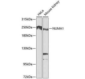 Western Blot - Anti-NuMA Antibody (A12645) - Antibodies.com