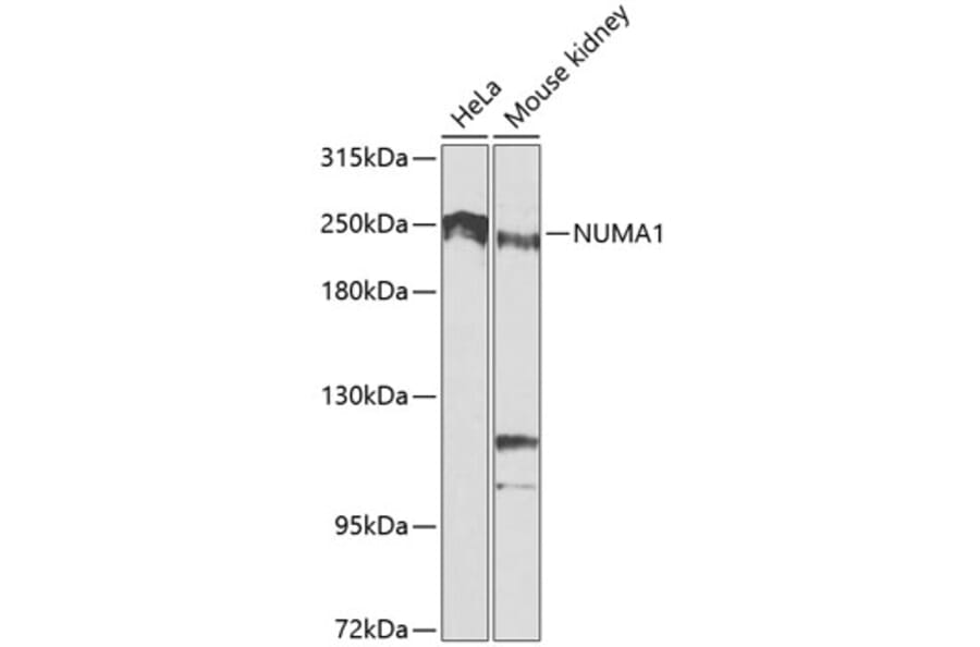 Western Blot - Anti-NuMA Antibody (A12645) - Antibodies.com
