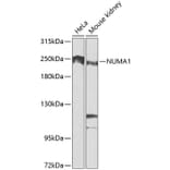 Western Blot - Anti-NuMA Antibody (A12645) - Antibodies.com