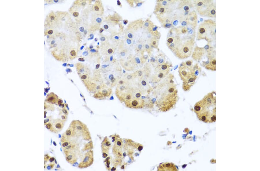 Immunohistochemistry - Anti-NuMA Antibody (A12645) - Antibodies.com