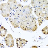 Immunohistochemistry - Anti-NuMA Antibody (A12645) - Antibodies.com