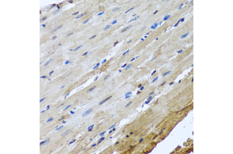 Immunohistochemistry - Anti-NuMA Antibody (A12645) - Antibodies.com