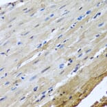 Immunohistochemistry - Anti-NuMA Antibody (A12645) - Antibodies.com