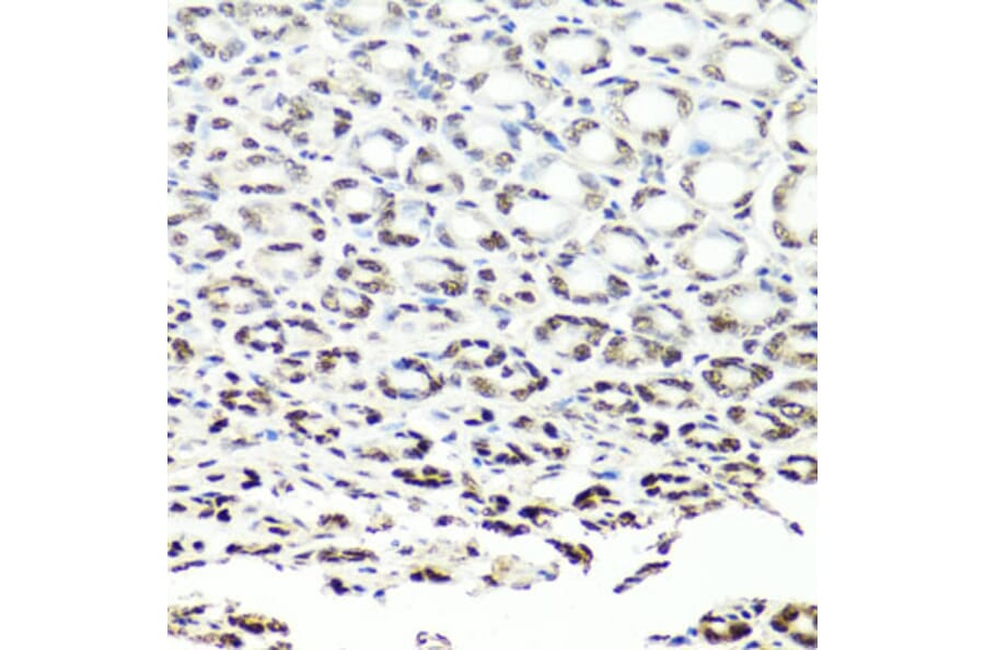 Immunohistochemistry - Anti-NuMA Antibody (A12645) - Antibodies.com