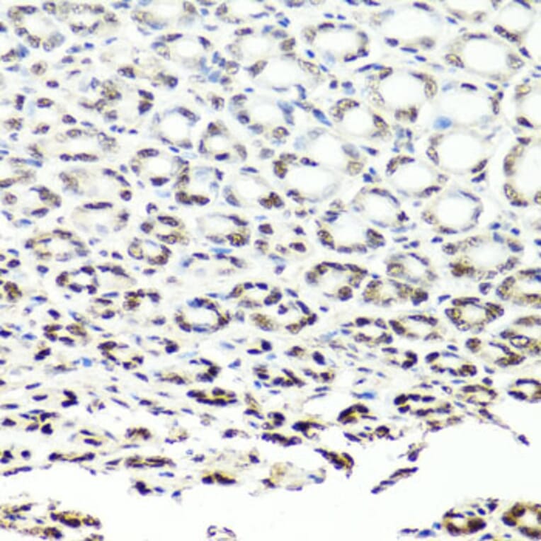 Immunohistochemistry - Anti-NuMA Antibody (A12645) - Antibodies.com