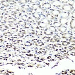 Immunohistochemistry - Anti-NuMA Antibody (A12645) - Antibodies.com