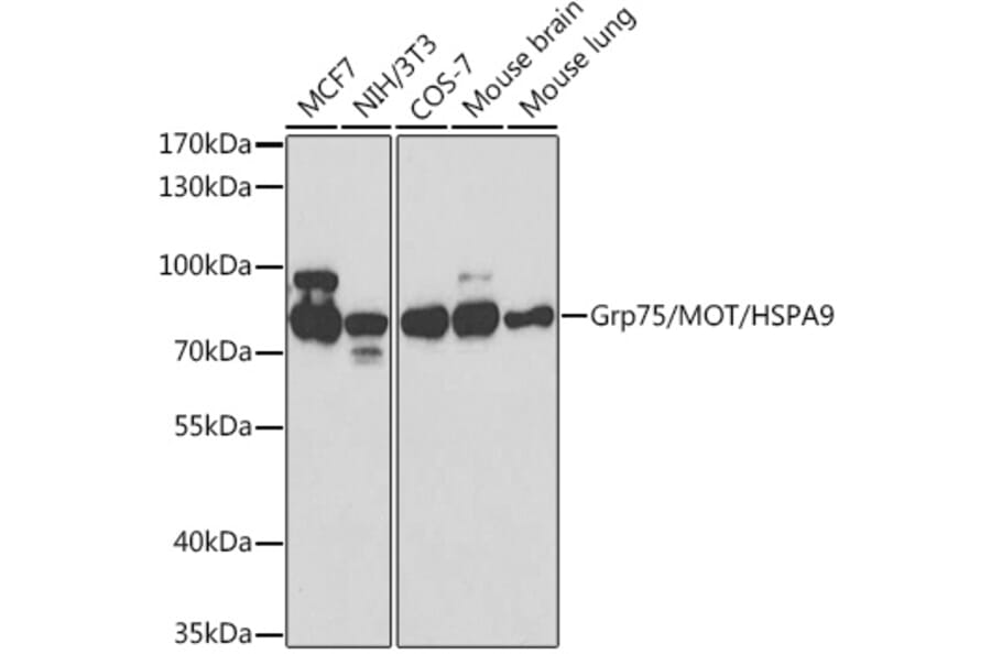 Western Blot - Anti-Grp75/MOT Antibody (A12650) - Antibodies.com