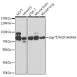 Western Blot - Anti-Grp75/MOT Antibody (A12650) - Antibodies.com