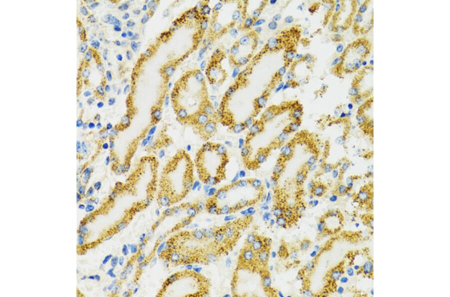 Immunohistochemistry - Anti-Grp75/MOT Antibody (A12650) - Antibodies.com