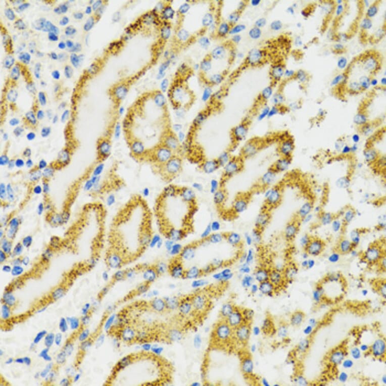 Immunohistochemistry - Anti-Grp75/MOT Antibody (A12650) - Antibodies.com