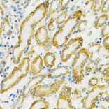Immunohistochemistry - Anti-Grp75/MOT Antibody (A12650) - Antibodies.com