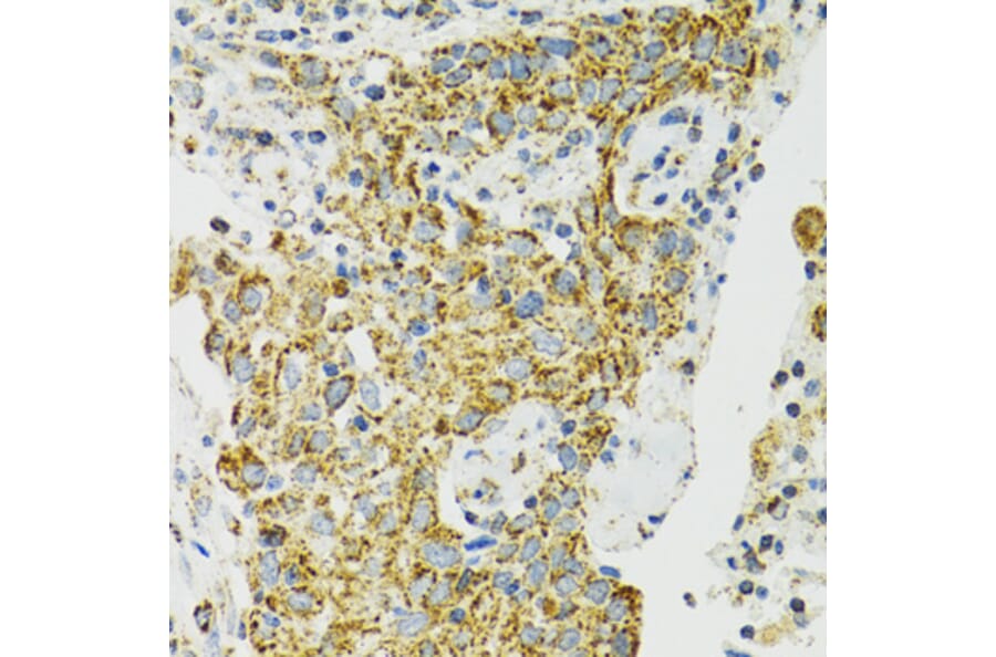 Immunohistochemistry - Anti-Grp75/MOT Antibody (A12650) - Antibodies.com
