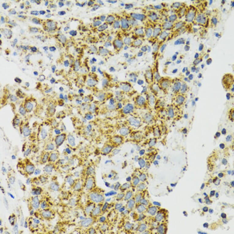 Immunohistochemistry - Anti-Grp75/MOT Antibody (A12650) - Antibodies.com