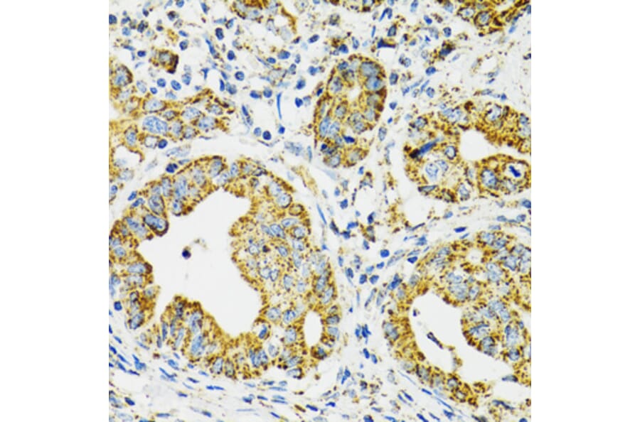 Immunohistochemistry - Anti-Grp75/MOT Antibody (A12650) - Antibodies.com