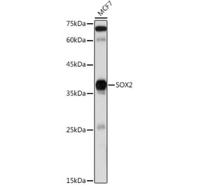 Western Blot - Anti-SOX2 Antibody (A12651) - Antibodies.com