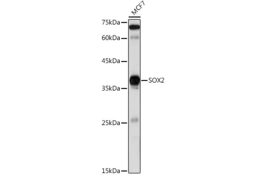 Western Blot - Anti-SOX2 Antibody (A12651) - Antibodies.com