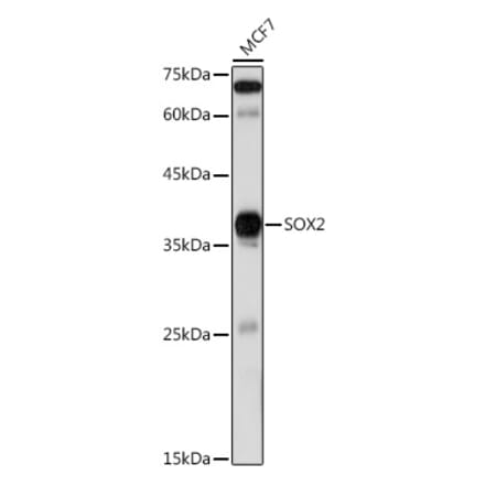 Western Blot - Anti-SOX2 Antibody (A12651) - Antibodies.com