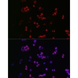 Immunofluorescence - Anti-SOX2 Antibody (A12651) - Antibodies.com