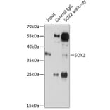 Western Blot - Anti-SOX2 Antibody (A12651) - Antibodies.com
