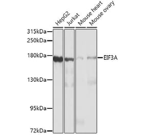 Western Blot - Anti-eIF3A Antibody (A12654) - Antibodies.com