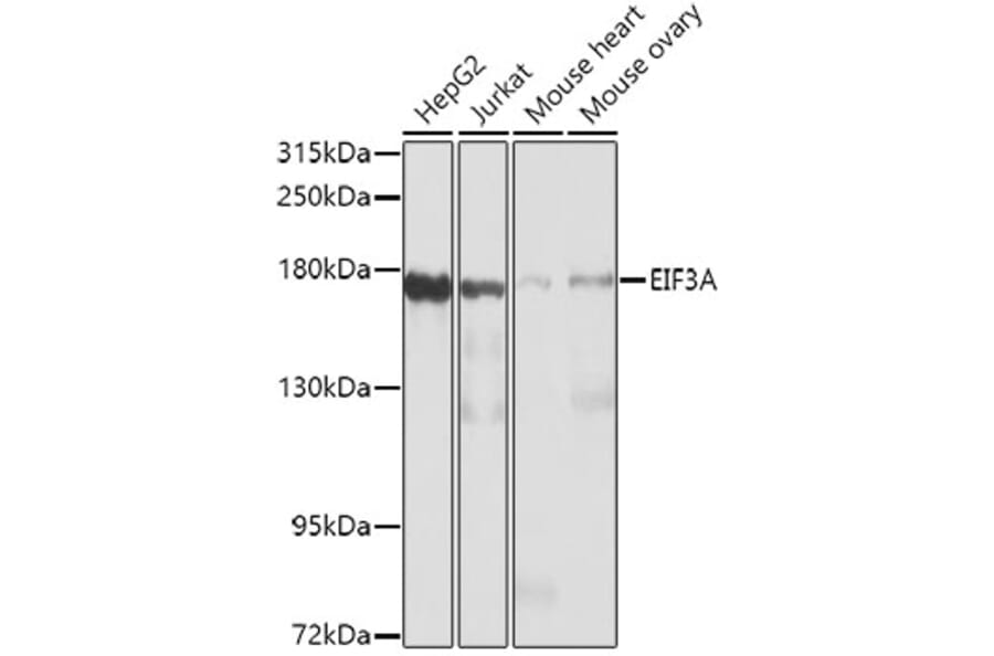 Western Blot - Anti-eIF3A Antibody (A12654) - Antibodies.com